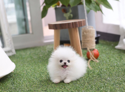 pic Cheap Pomeranian Puppies For Sale