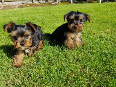 pic Two gorgeous Yorkie puppies available