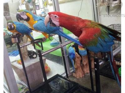 pic Parrots And Eggs For Sale. WhatsApp +
