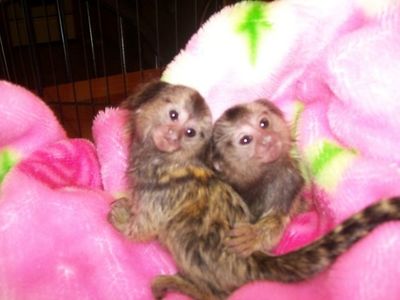 pic home raised monkey babies.