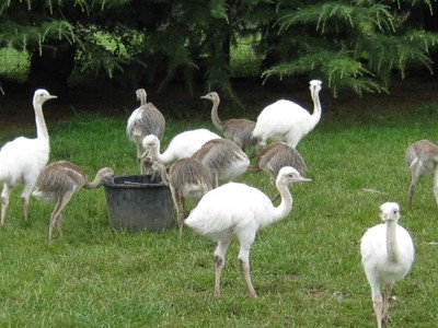 pic Ostrich chicks, Emus,rhea chick and eggs