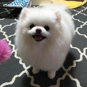 pic Awesome teacup pomeranian puppies ready 