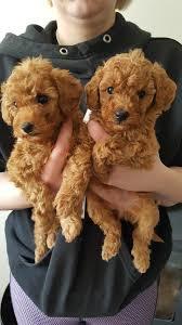 pic Gorgeous toy poodle puppies for sale