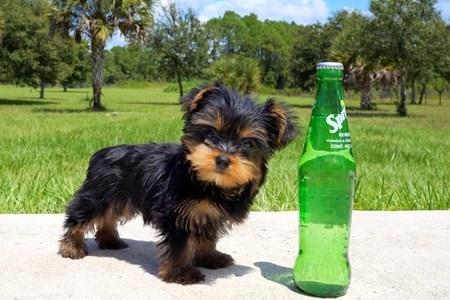 pic Teacup Yorkie Puppies Available