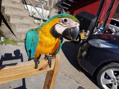 pic beautiful Talking Blue and Gold Macaw
