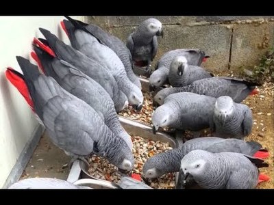 pic African Grey,Hyacinths Macaw for sale