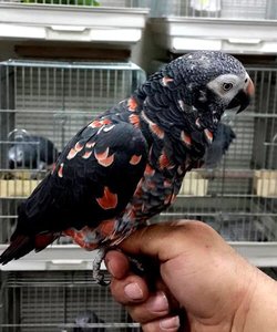 pic African Grey,Hyacinths Macaw for sale