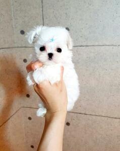 pic HOME TRAINED Teacup Maltese Girl & Boy