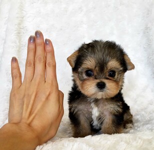 pic Adorable Teacup yorkie puppies for sale
