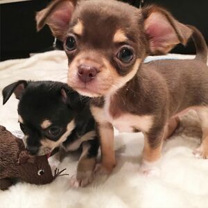 pic Top rated teacup Chihuahua puppies for s