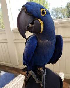 pic Cute male and female Hyacinth Macaw Parr