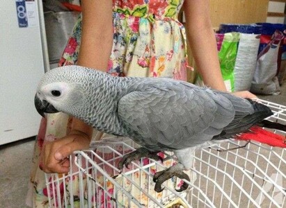 pic Talkative male and female African Grey p