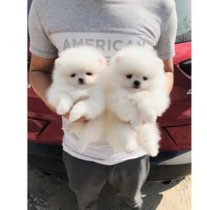pic Lovely male and female Teacup Pomeranian