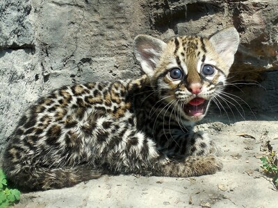 pic Ocelot kittens for Sale 