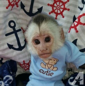 pic Primates for sale to loving and caring