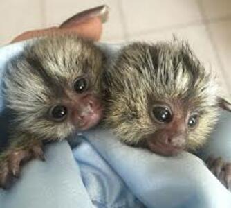 pic Primates for sale to loving and caring 