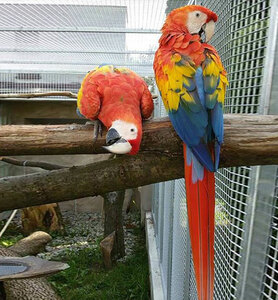 pic Available Fertile Parrots Eggs 