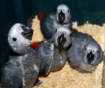 pic Available Fertile Parrots Eggs 