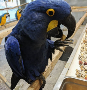 pic Available Hyacinth Macaw Parrots