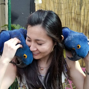 pic Available Hyacinth Macaw Parrots