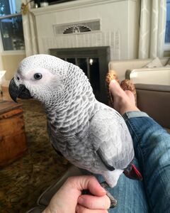 pic Talkative male and female African Grey p