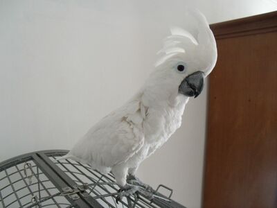 pic UMBRELLA COCKATOO PERFECT FEATHER