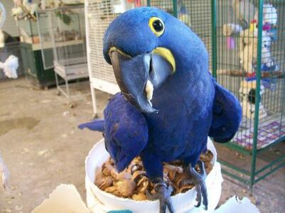 pic Cute male and female Hyacinth Macaw Parr