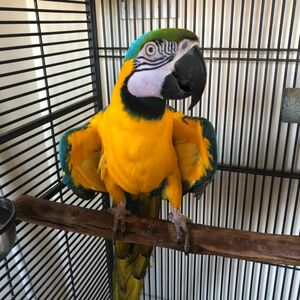 pic Talking Blue And Gold Macaw parrots for