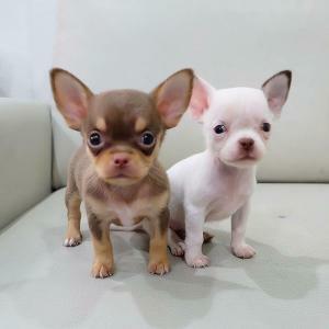 pic Top rated teacup Chihuahua puppies for s