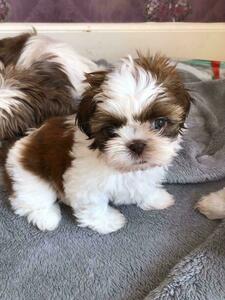 pic Lovely Teacup Shih Tzu Puppies for Pet L