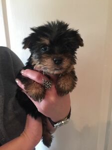 pic Purebred Teacup Yorkie Puppies for sale