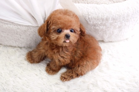 pic Potty Trained Male and female Toy Poodle