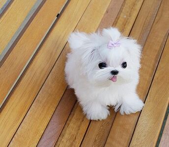 pic Charming Teacup Maltese Puppies for Sale