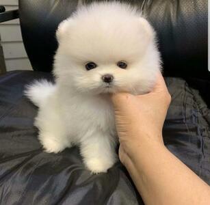pic Sweetest Teacup Pomeranian Puppies Avail