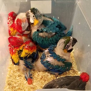 pic Fresh, Fertile Parrot And Parrots Eggs