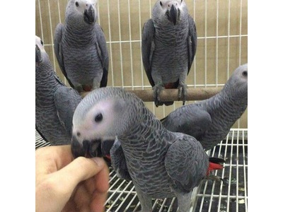 pic hyacinth Macaw,Africa Grey,Blue&Gold