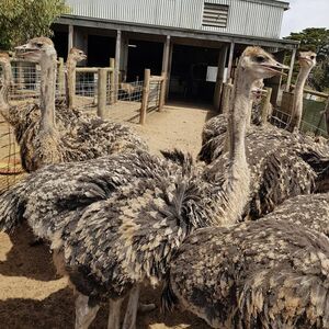 pic Healthy Ostrich Chicks For Sale 