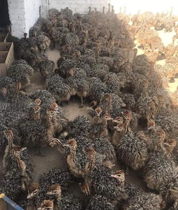 pic Healthy Ostrich Chicks For Sale 