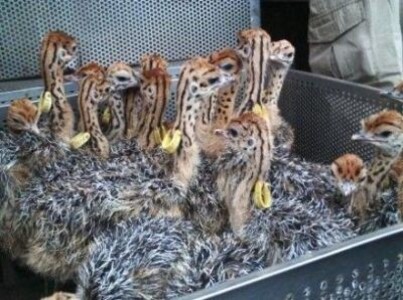 pic Healthy Ostrich Chicks For Sale 