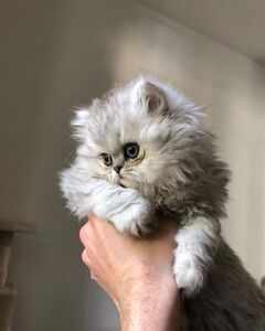pic Available Persian Kitten,British shortha