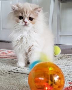 pic Available Persian Kitten,British shortha