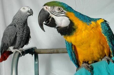 pic Hand-raised parrot chicks as home pets