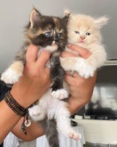 pic Full TICA Pedigree Maine Coon kittens