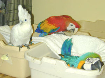 pic Well-trained Parrot chicks as home pets 
