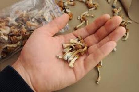 pic Pychedelics, magic mushrooms ,mushroom