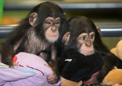 pic  Cute Chimpanzee Monkeys for Sale 