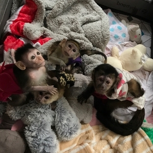 pic Cute Capuchin Monkeys for Sale
