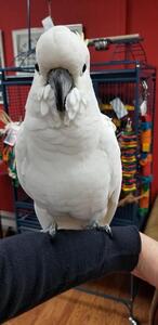 pic Very Friendly Umbrella Cockatoo Parrots