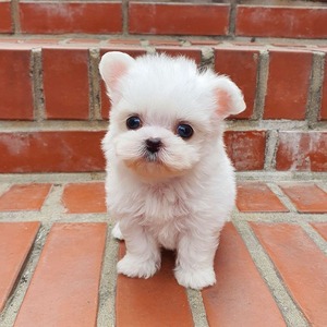 pic Charming Teacup Maltese Puppies for Sale