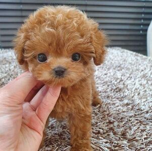 pic Gorgeous toy poodle puppies for sale